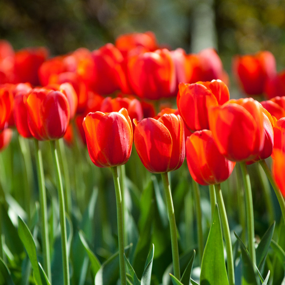 Tulip Orange Juice Bulbs