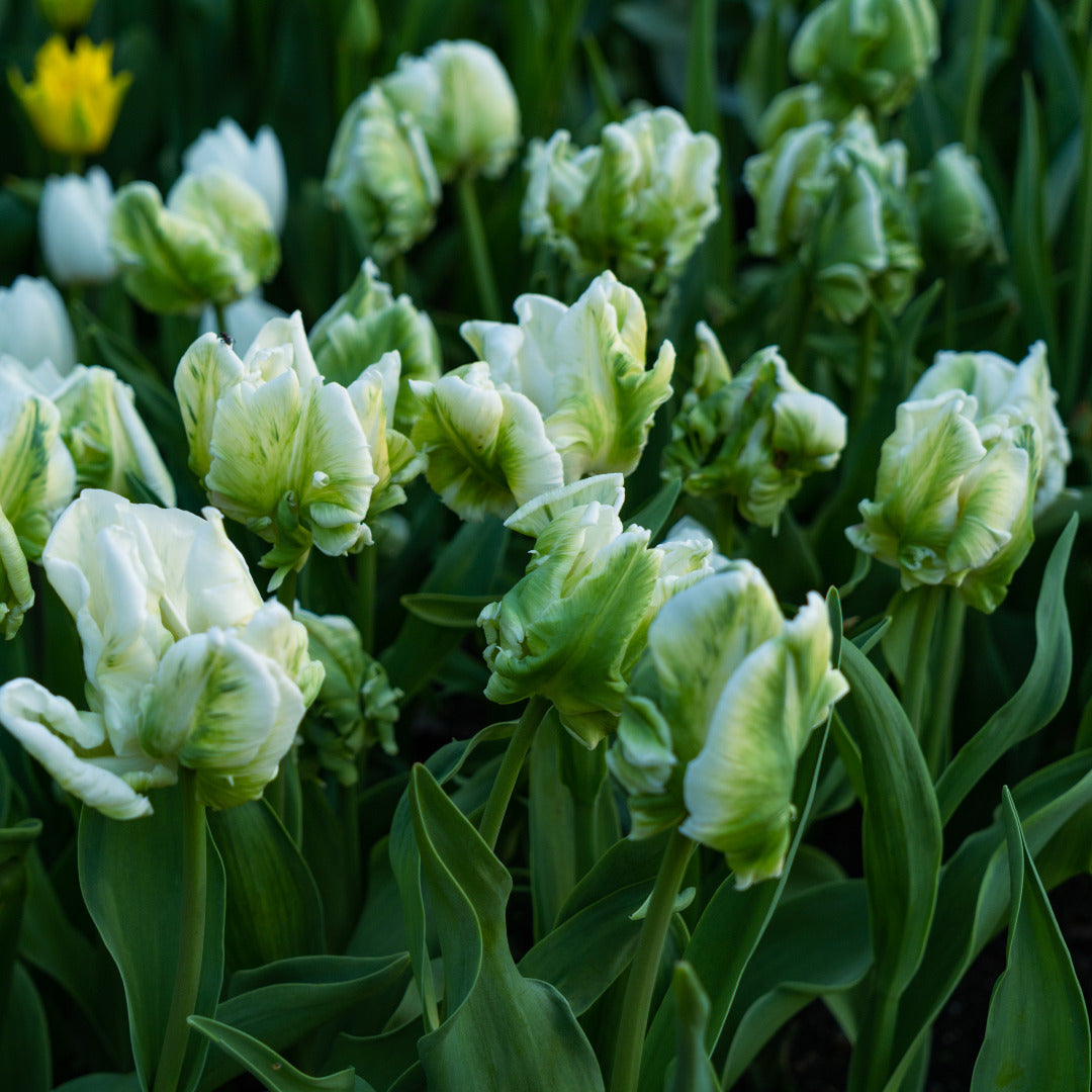 Tulip Madonna Parrot Bulbs