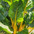 Yellow Chard at ATG Farm-1