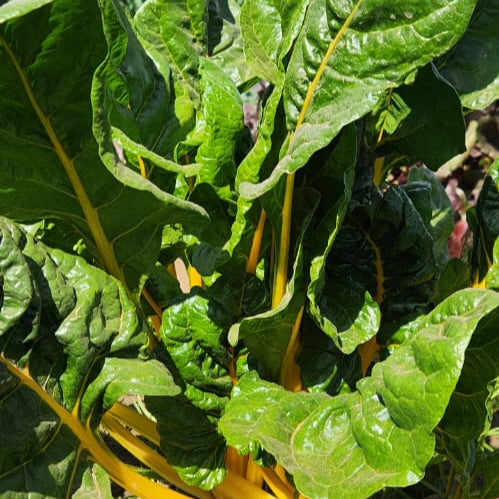 Yellow Chard at ATG Farm-2