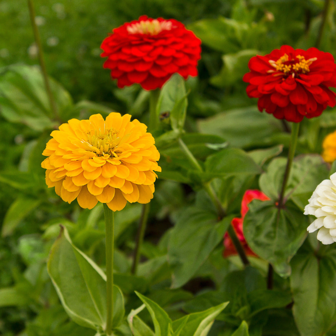 Zinnia Dahlia Mix Seeds