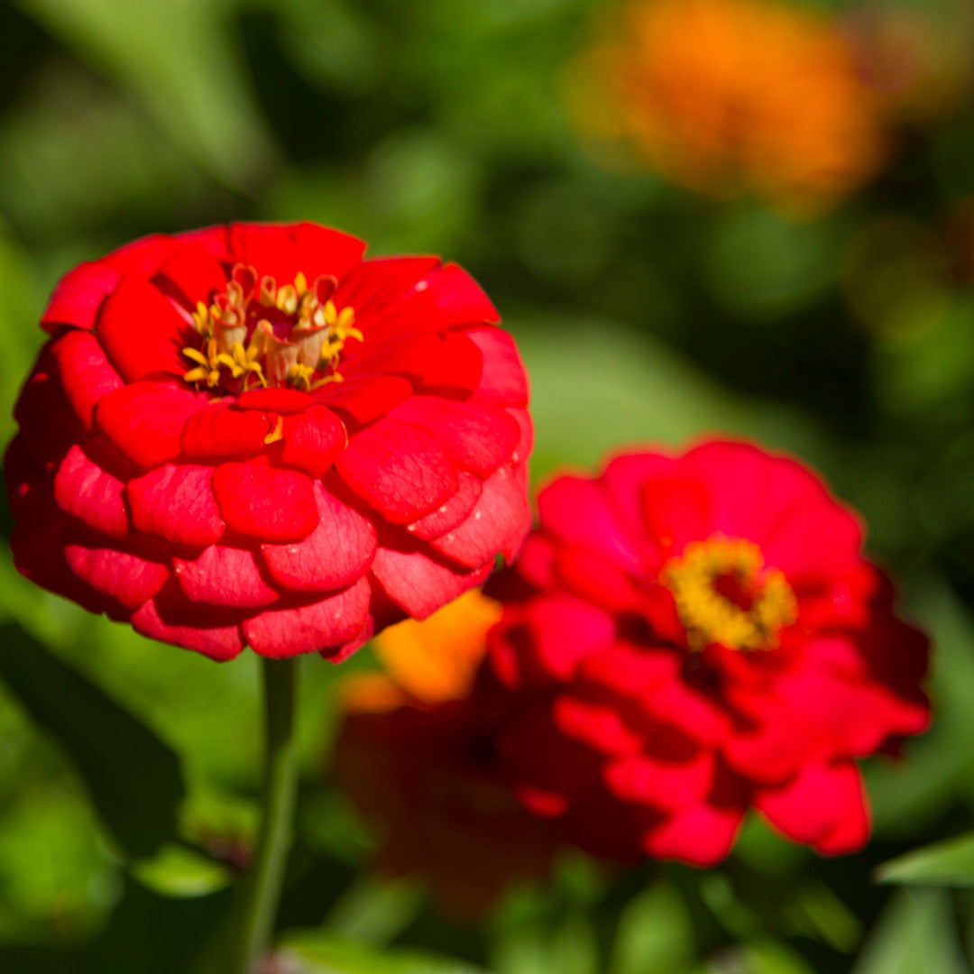 Zinnia Dahlia Red Seeds