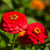 Zinnia Dahlia Red Seeds