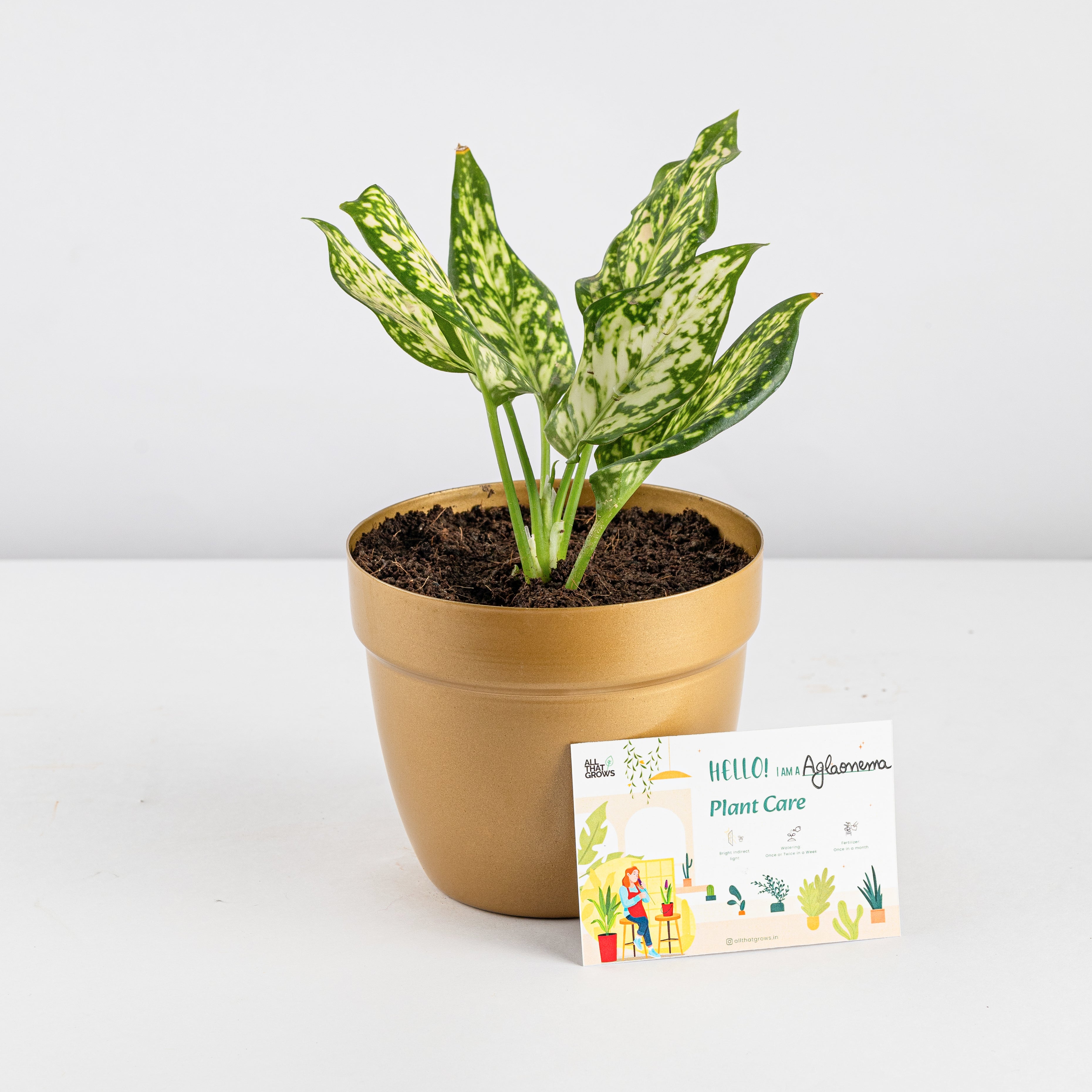 Aglaonema White Plant