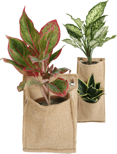 Jute bag online planters