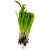 Pearl Millet (Jowar) Microgreen Seeds
