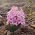 Hyacinth Fondant Bulbs