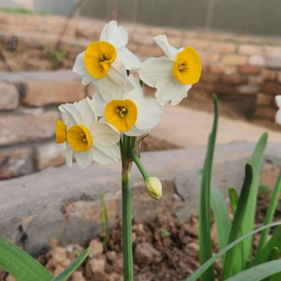 Daffodil Replete Bulbs