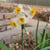 Daffodil Replete Bulbs