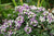 Alyssum Procumbens Royal Carpet Flower Seeds