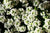 Alyssum Procumbens Snow White Flower Seeds