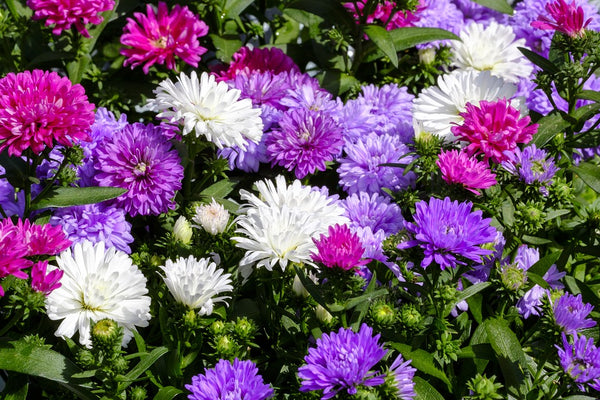 Aster Pompon Mixed Flower Seeds