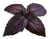 Basil Purple Seeds