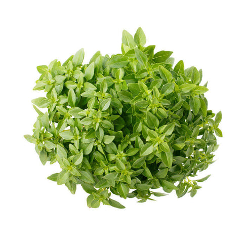 Buy Basil Greek Ball Seeds for Home Kitchen Garden Basil Greek