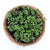 Basil Purple microgreen seeds