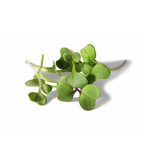 microgreens business plan in tamil