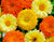 Calendula Officinalis Gitana Mixed Seeds