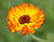 Calendula Officinalis Yellow seeds