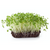 Cauliflower Microgreen Seeds
