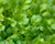 Coriander