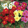 Dahlia Beauty Mix Flower Seeds