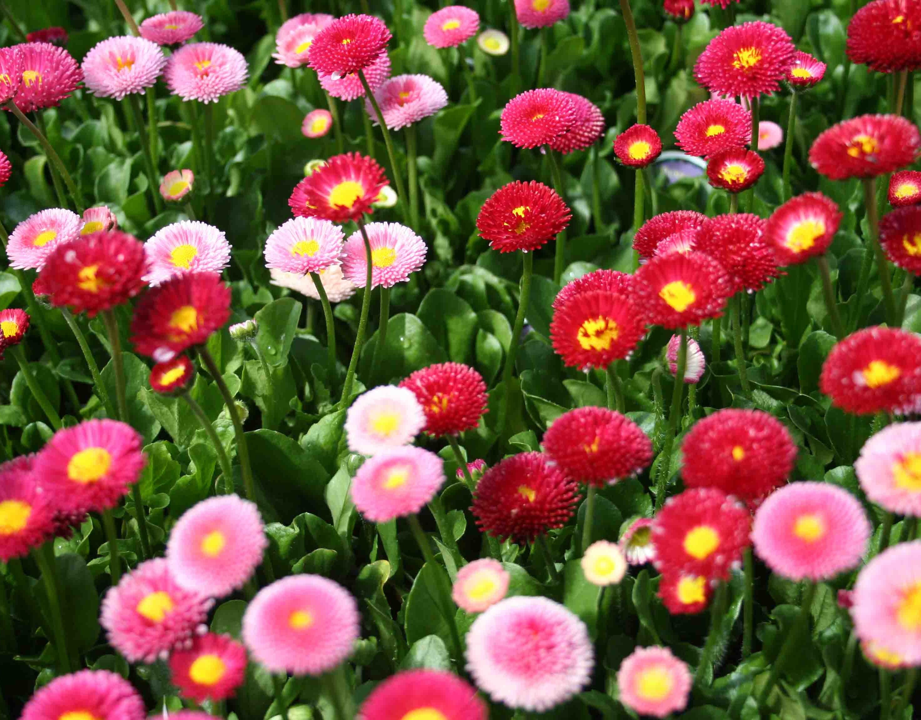 Buy Premium Quality Daisy Double Mixed Seeds at AllThatGrows