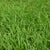 Rye Grass Seeds