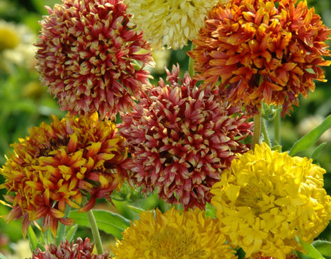 Gaillardia Pulchella Dwarf Double Mixed Seeds Buy Seeds