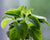 Lemon balm