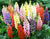 Lupin dwarf mixed seeds