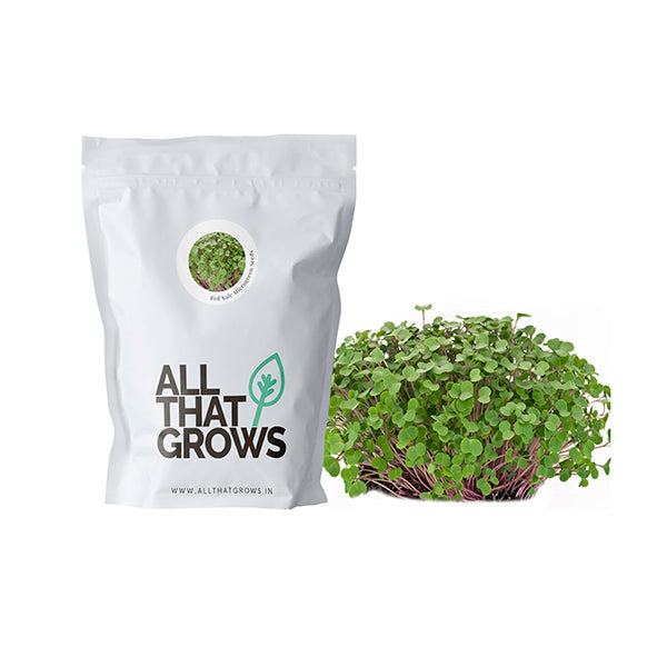 Red Kale Microgreen Seeds