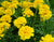 Marigold Gulzafri Yellow Seeds