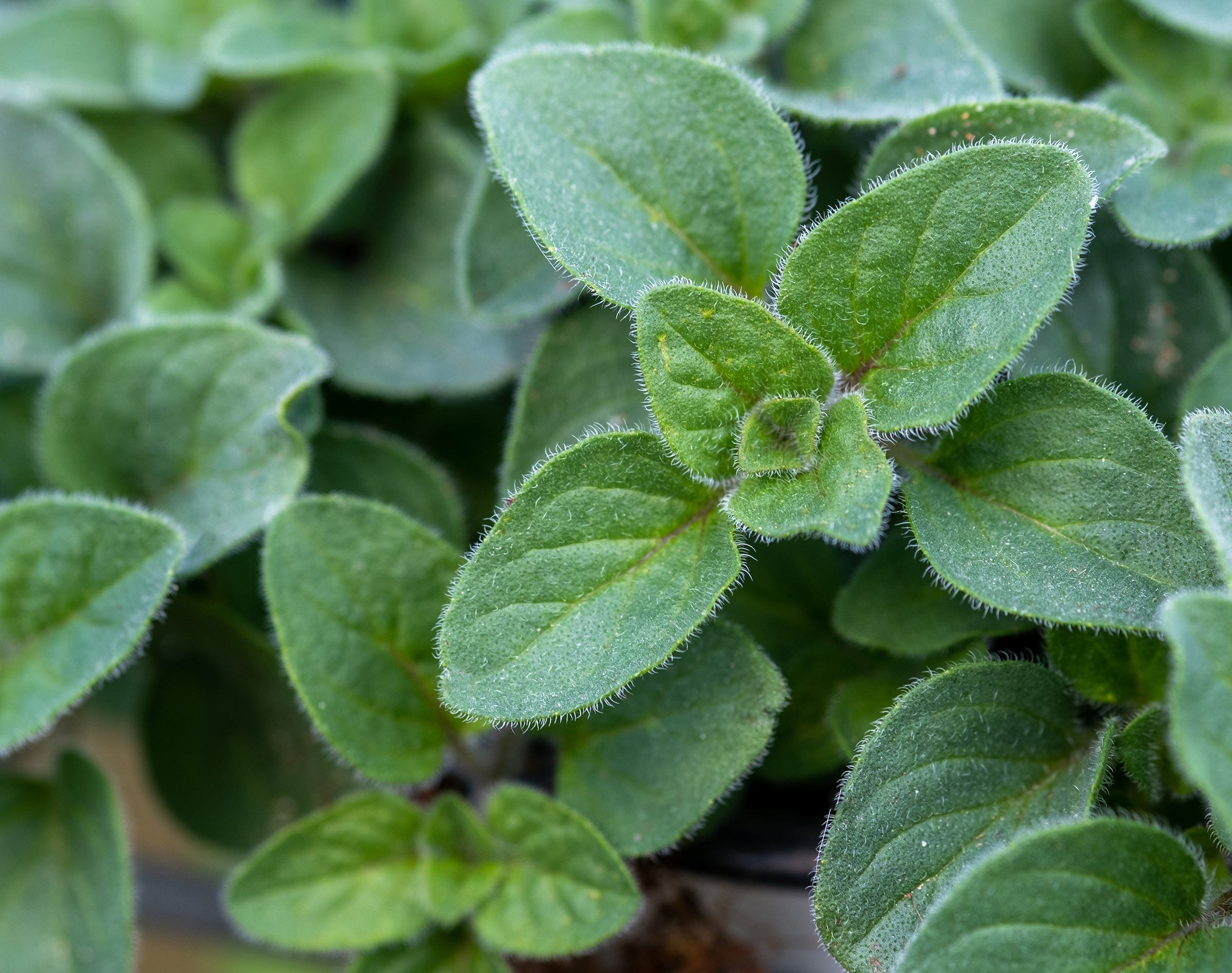 Marjoram