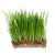 Oat Grass Microgreen Seeds