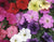 Petunia Nana Compacta Mixed Seeds