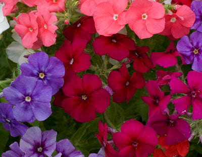 Phlox Drummondii Beauty Mixed Seeds