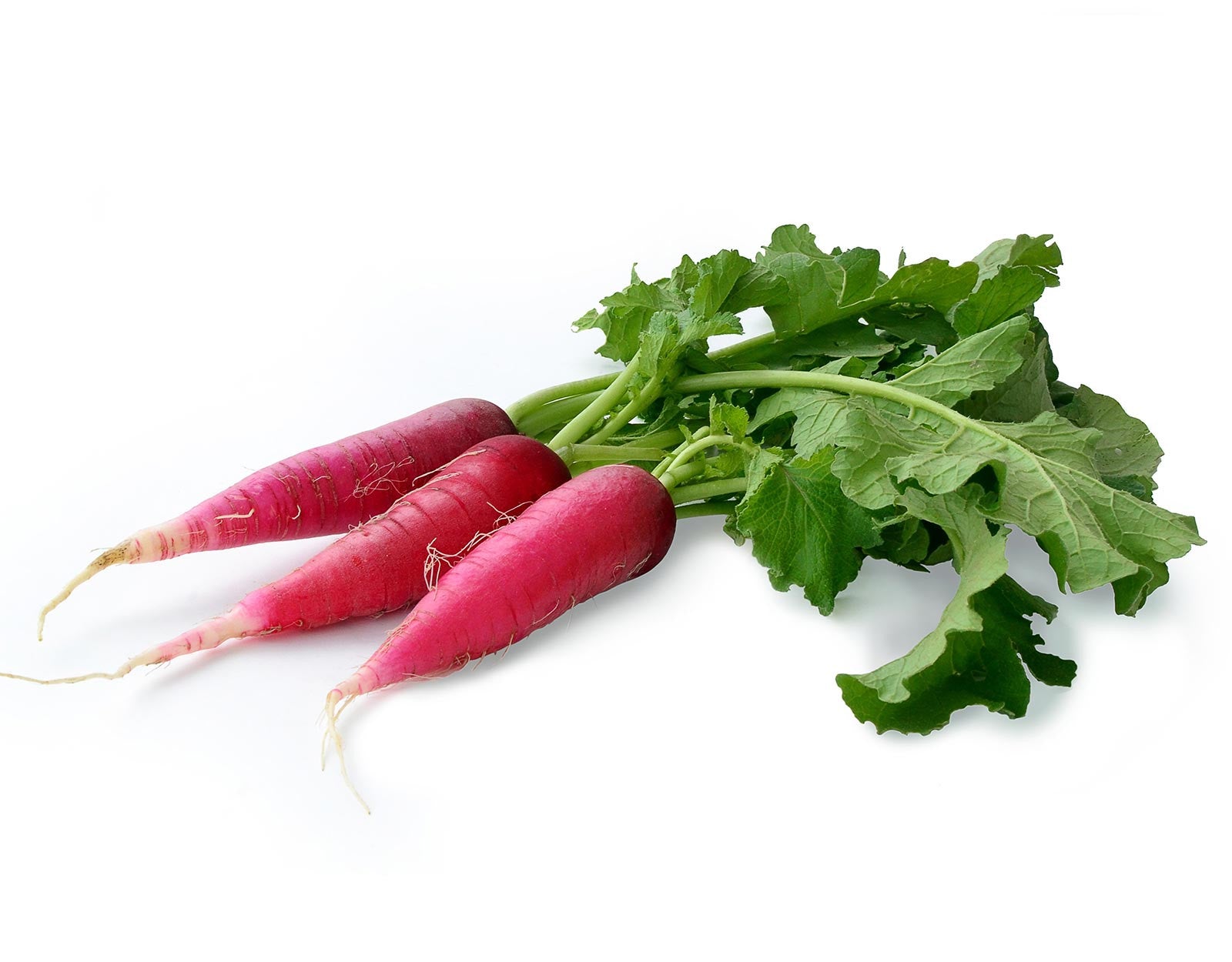 Radish Full Red