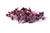 AllThatGrows Radish Purple Sango Microgreens