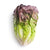 Red Romaine Lettuce Seeds