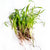 Red Carrot Microgreen Seeds