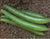 Sponge Gourd Dark Green