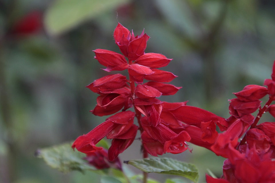 Salvia St John’s Fire Flower Seeds