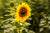 Helianthus Sunflower Sunset Flower Seeds