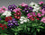 Verbena Mixed Seeds