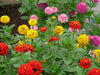 Zinnia Lilliput Mixed Flower Seeds