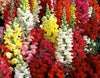 Antirrhinum Dwarf Mixed Seeds