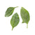 Amaranthus Green Baby Leaf Seeds