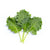 Kale Baby Leaf Seeds