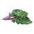 Kohlrabi Purple Baby Leaf Seeds