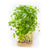 Garden Cress Microgreen Seeds